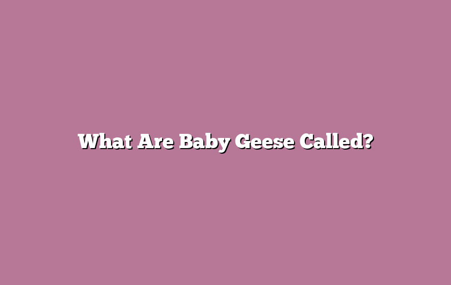 What Are Baby Geese Called?
