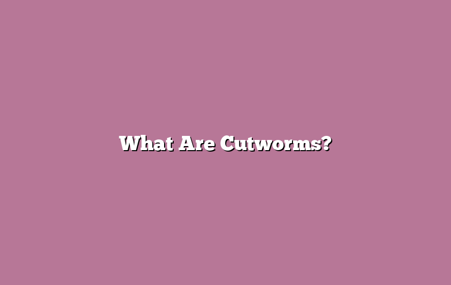 What Are Cutworms?