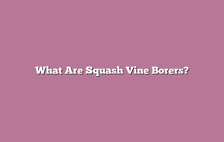 What Are Squash Vine Borers?