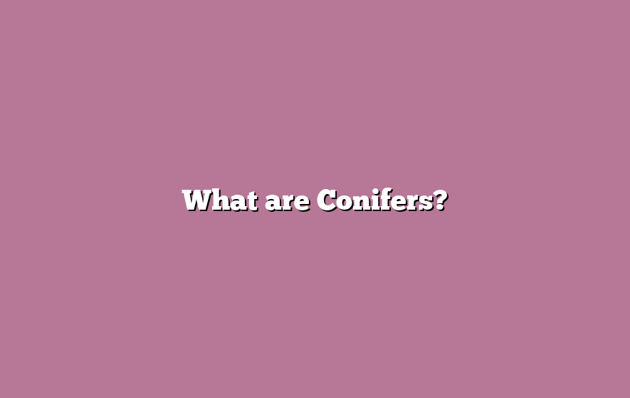 What are Conifers?