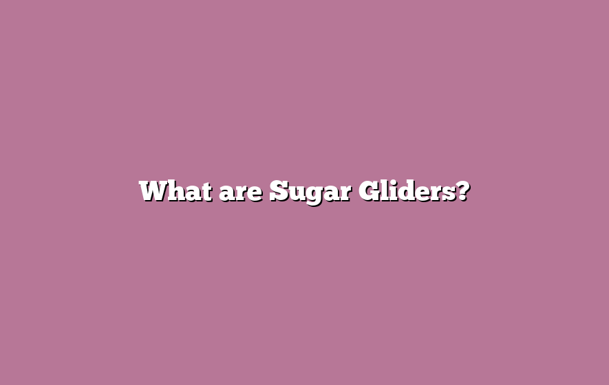 What are Sugar Gliders?