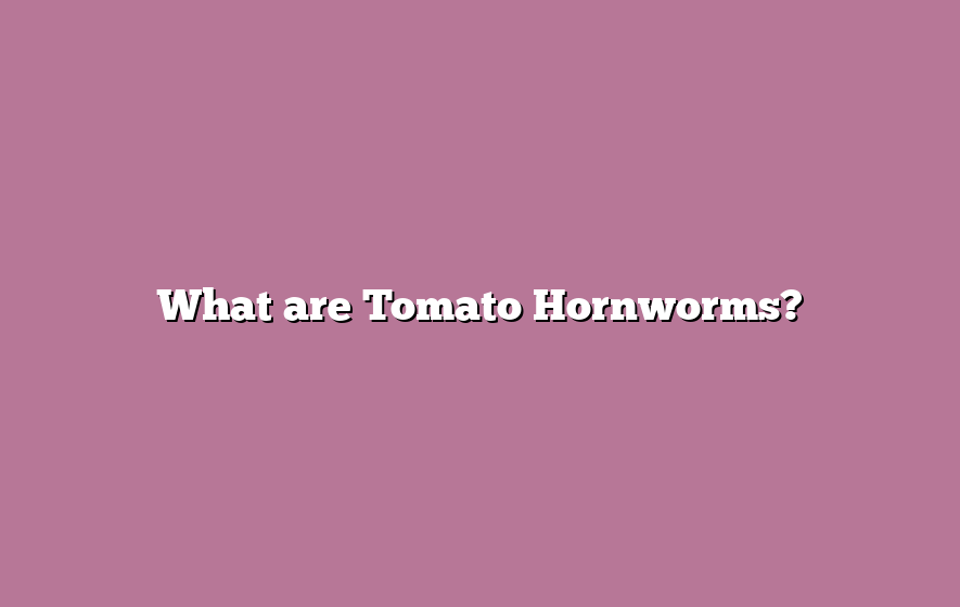 What are Tomato Hornworms?