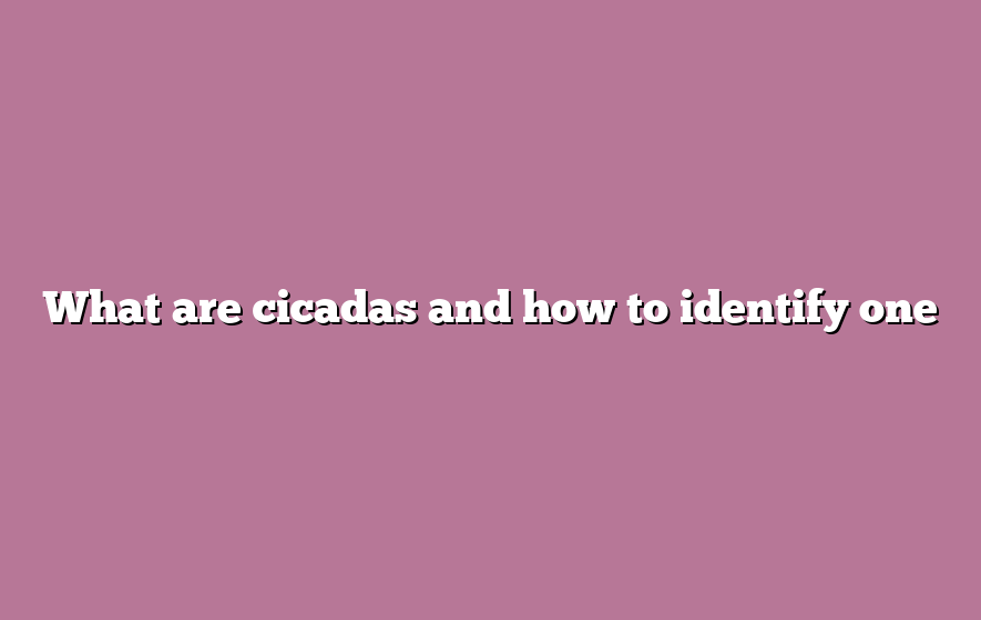 What are cicadas and how to identify one