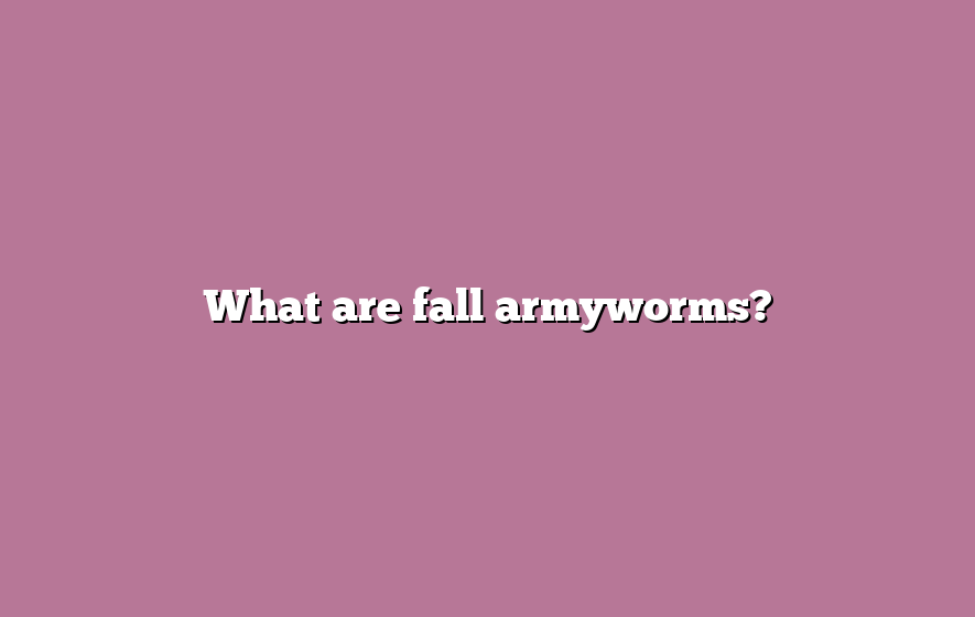 What are fall armyworms?