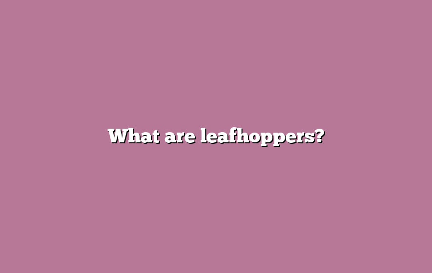 What are leafhoppers?