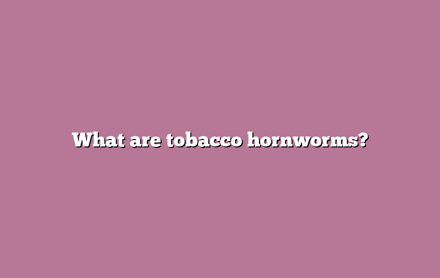 What are tobacco hornworms?