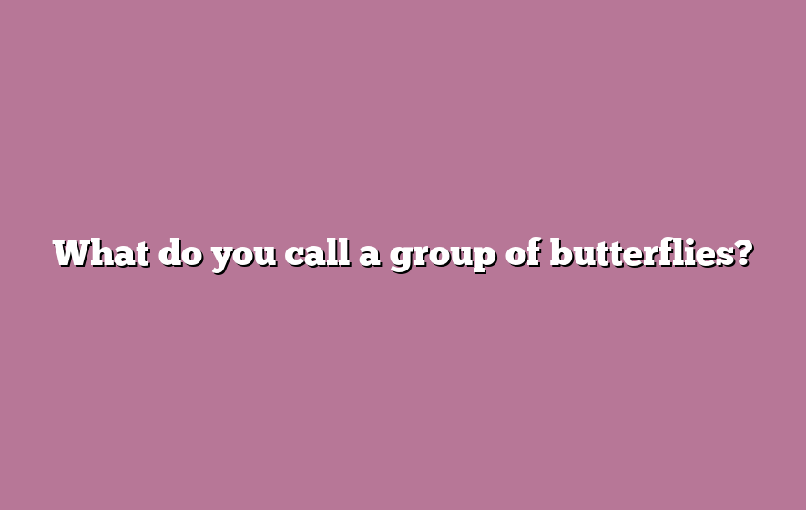 What do you call a group of butterflies?