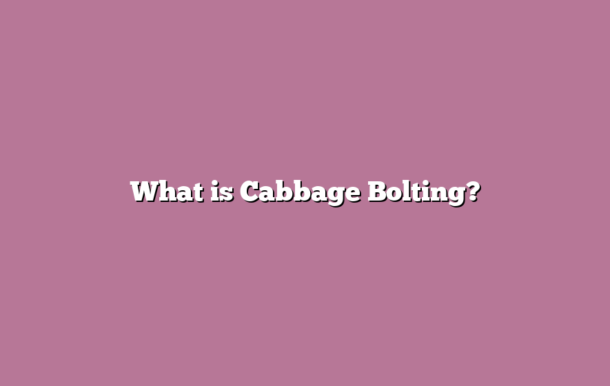 What is Cabbage Bolting?