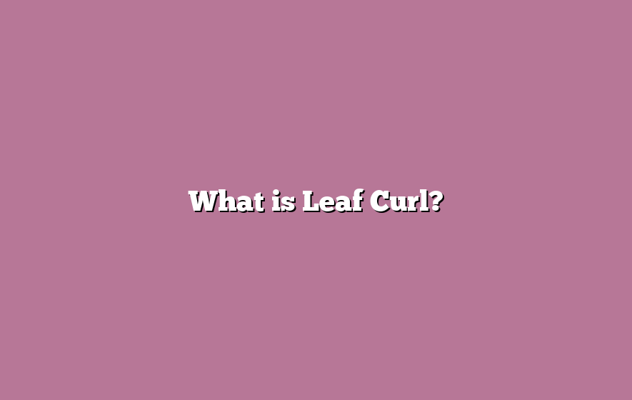 What is Leaf Curl?