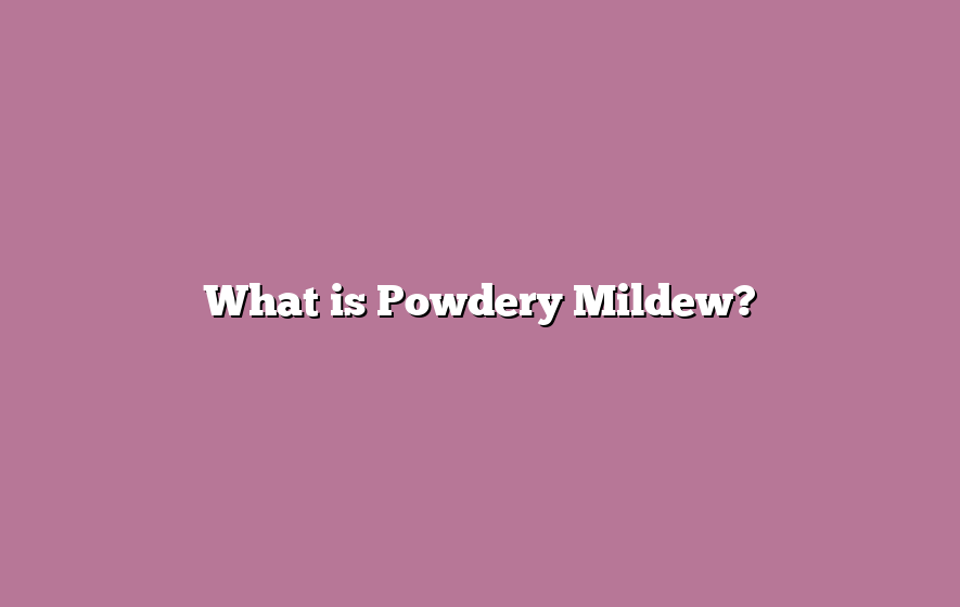 What is Powdery Mildew?