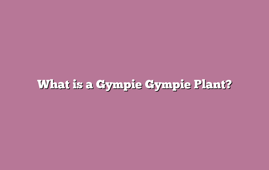 What is a Gympie Gympie Plant?