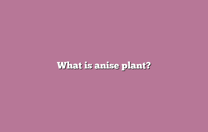 What is anise plant?