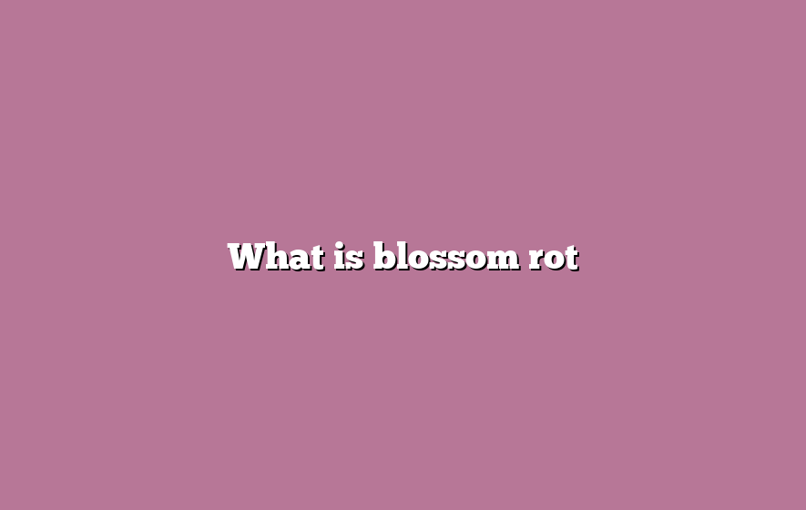 What is blossom rot