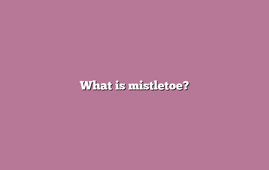 What is mistletoe?