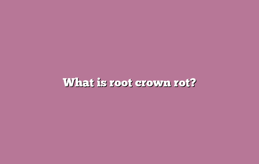 What is root crown rot?