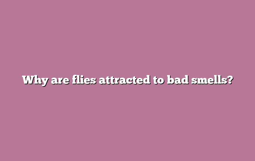 Why are flies attracted to bad smells?