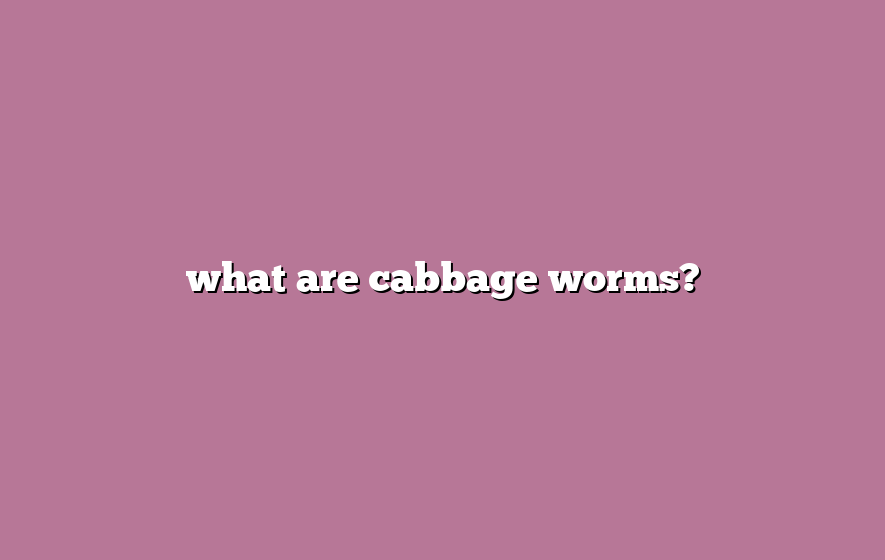 what are cabbage worms?