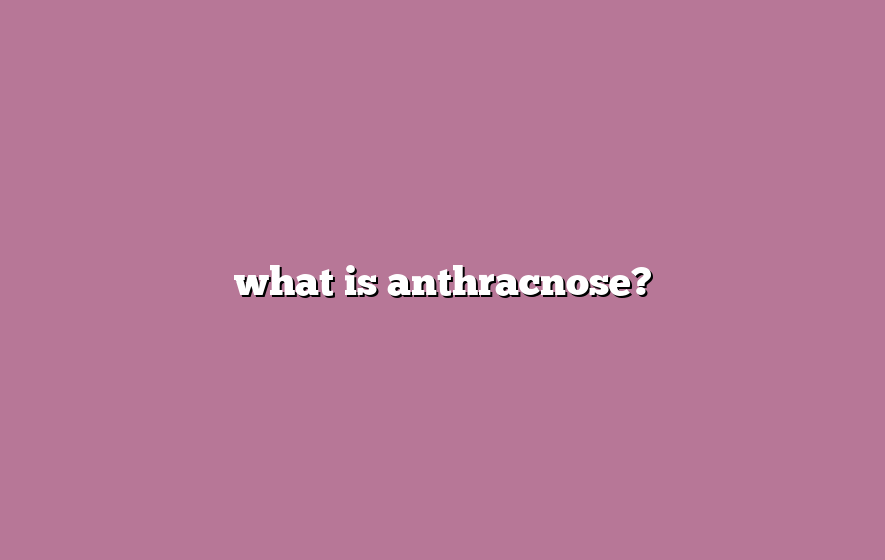 what is anthracnose?